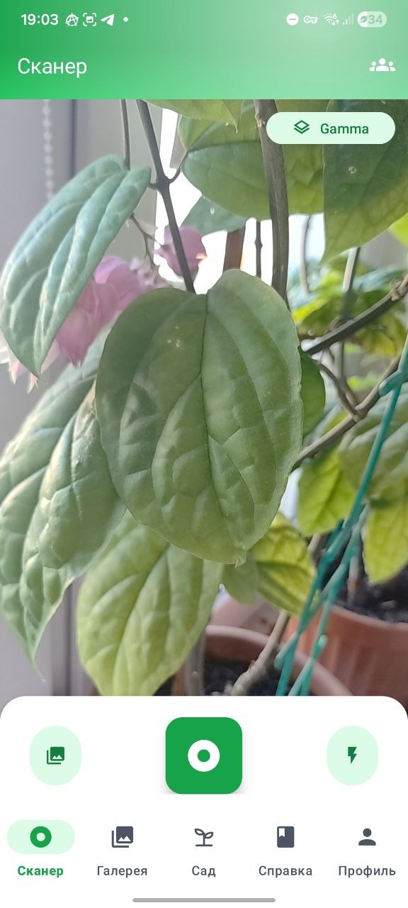 Экран сканера PlantDiseases